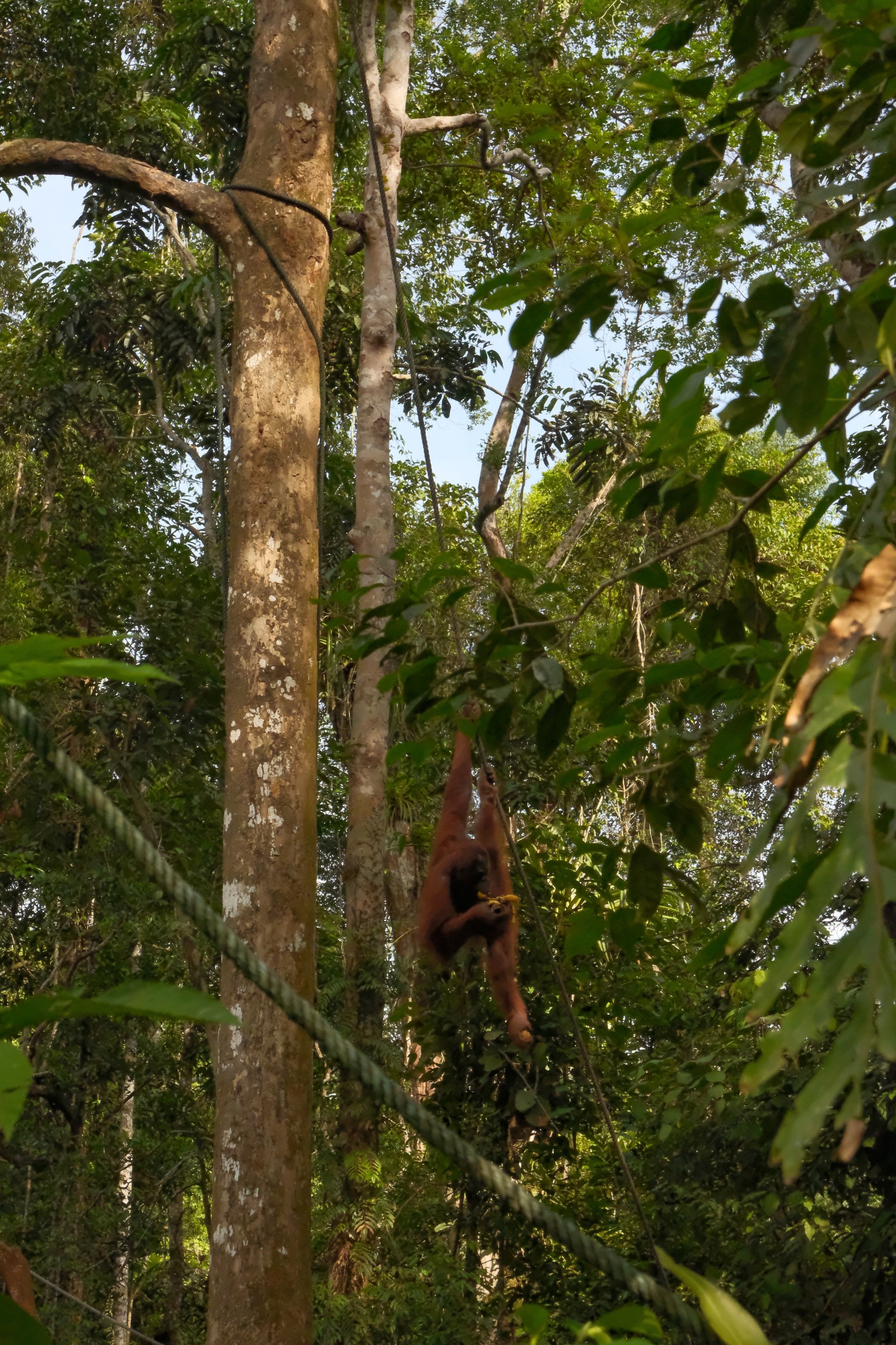 hilton hotel kuching story led brand trip image 2